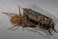 La Zoropse  pattes pineuses (Araneae - Zoropsidae - Zoropsis spinimana)